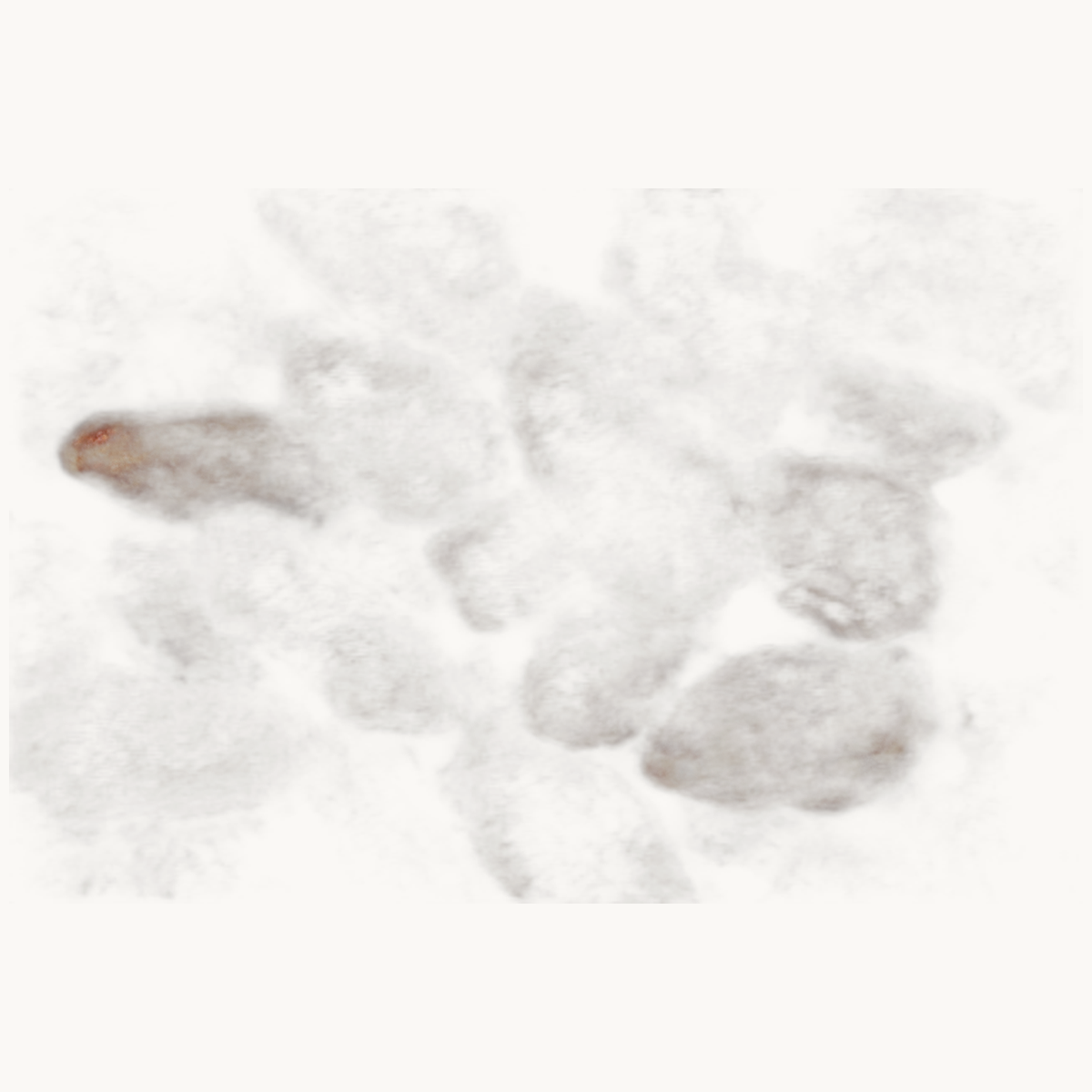 Gebrannte Mandeln (200 Gramm) - Bild 3